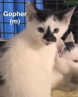 A baby medium-sized male Domestic Short Hair cat named Gopher for adoption in Saugerties, NY