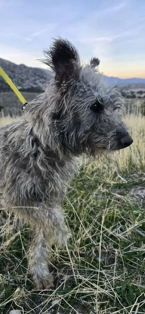 An adult medium-sized female Gray / Blue / Silver Irish Wolfhound dog named Bailey for adoption in Draper, UT
