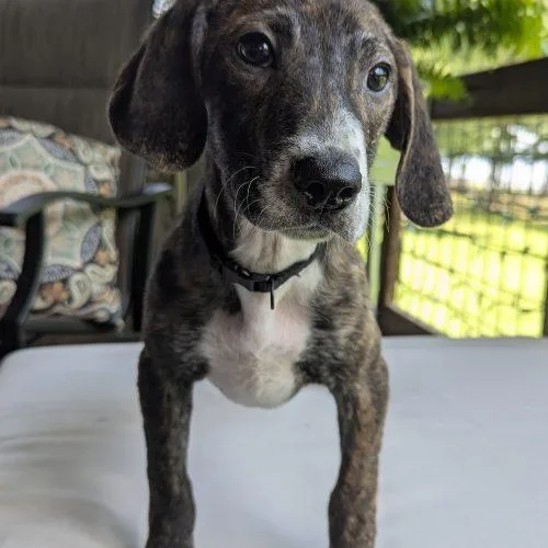 A baby small-sized male Brown / Chocolate Beagle dog named Radar for adoption in Leesburg, AL