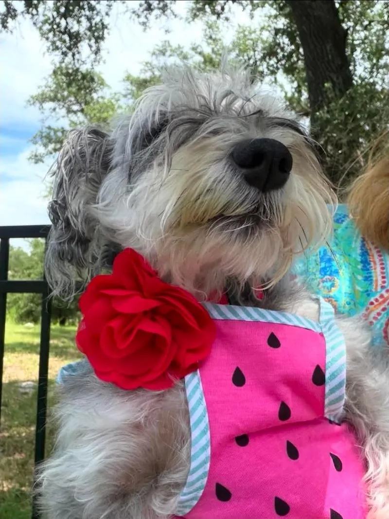 An adult small-sized female Miniature Schnauzer dog named Paris for adoption in Garden Valley, ID