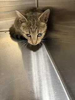An adult medium-sized female Domestic Short Hair cat named Liberty for adoption in Trenton, NJ