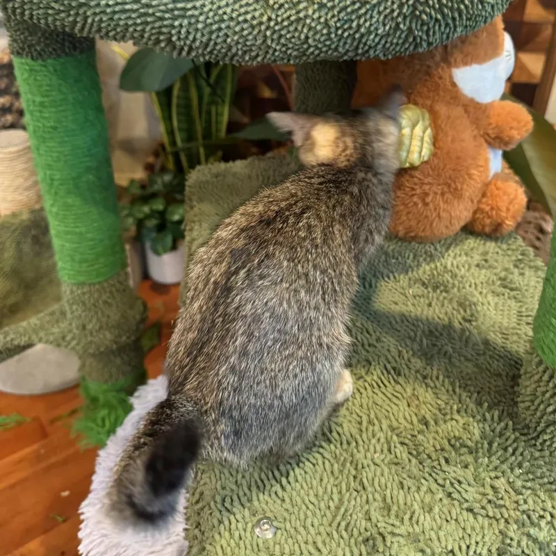 A baby small-sized female Brown / Chocolate Domestic Short Hair cat named Tabla Drum for adoption in Austin, TX