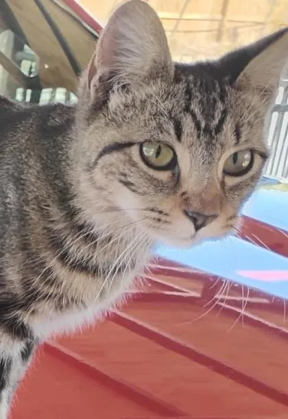 An adult medium-sized female Domestic Short Hair cat named Lee for adoption in San Antonio, TX