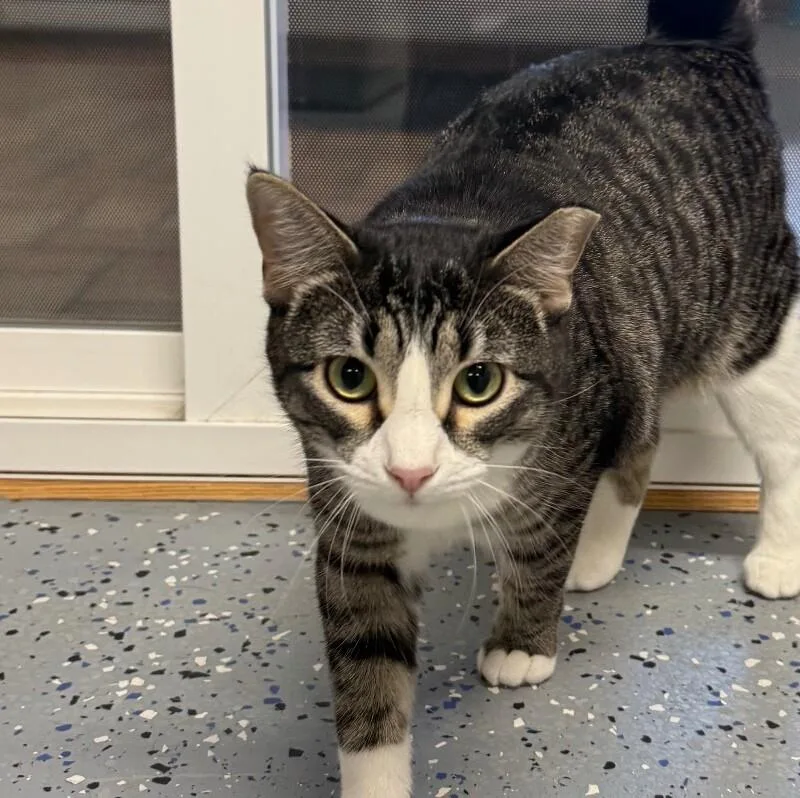 A young large-sized female Domestic Short Hair cat named Tink for adoption in Yankton, SD