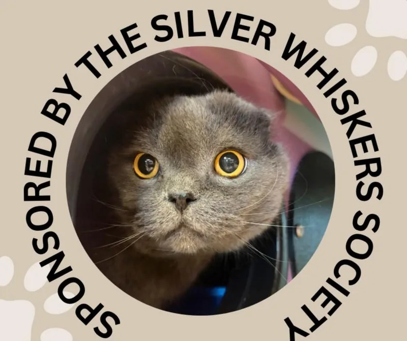 An adult medium-sized male Scottish Fold cat named Winston for adoption in Santa Cruz, CA