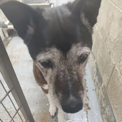 A senior large-sized male Brindle Shepherd dog named Looking For Owner for adoption in Ravenna, OH