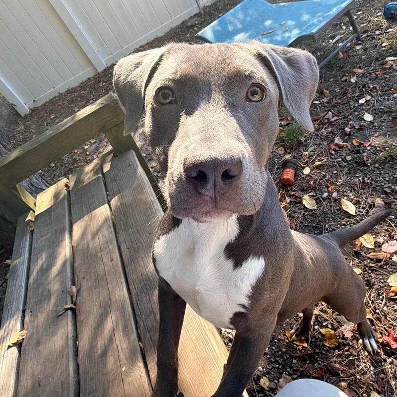 A baby medium-sized female Pit Bull Terrier dog named Wonton for adoption in Newark, NJ