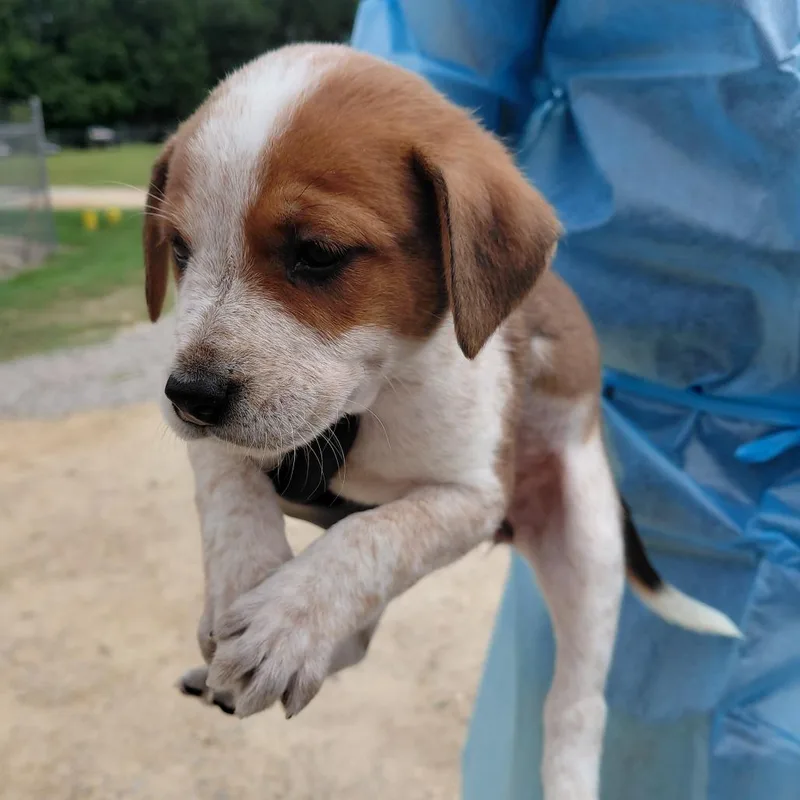 Nova