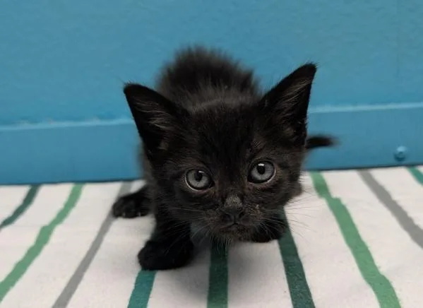 A baby small-sized male Domestic Short Hair cat named Jefe for adoption in Escondido, CA