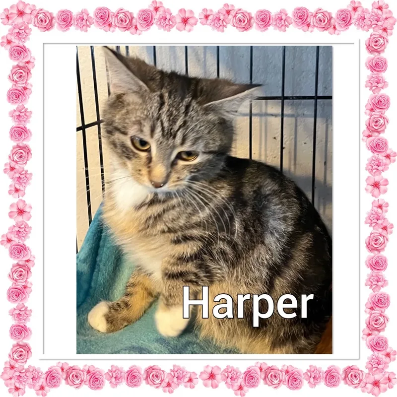 Harper