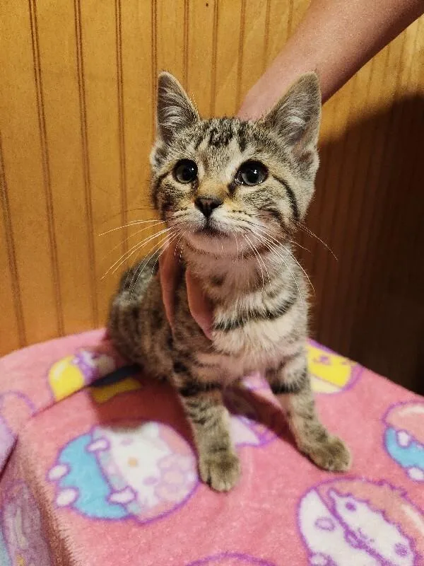 A young medium-sized female Brown / Chocolate Domestic Short Hair cat named Bread for adoption in Grand Rapids, MI