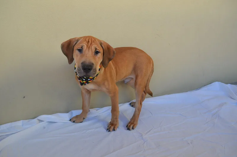 A baby medium-sized male Shar-Pei dog named Zombie for adoption in McKinney, TX