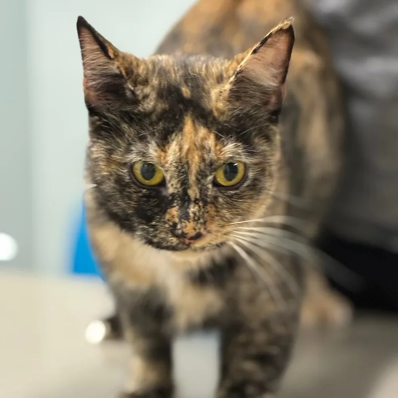 An adult small-sized female Black Domestic Short Hair cat named Biscuit Patriach III for adoption in Shelbyville, IN
