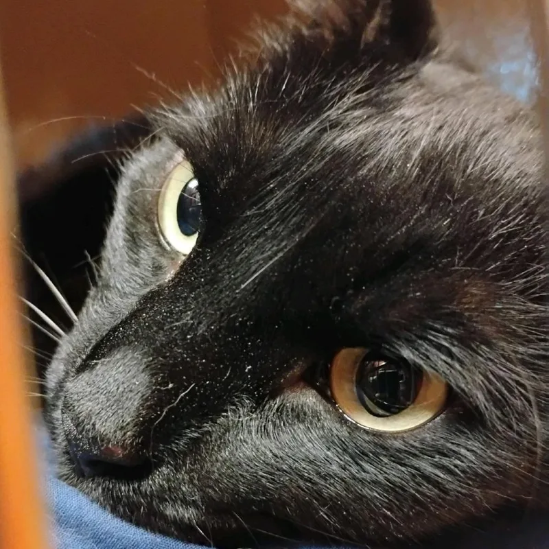 Ronald thumbnail 2