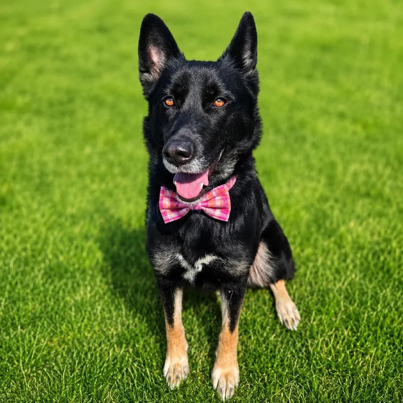 An adult medium-sized female Black German Shepherd Dog dog named Raven for adoption in Binghamton, NY