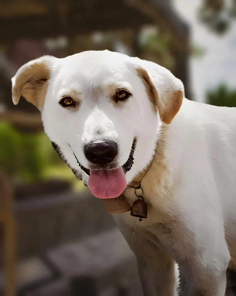 An adult medium-sized female White / Cream Great Pyrenees dog named Bunny for adoption in Boerne, TX
