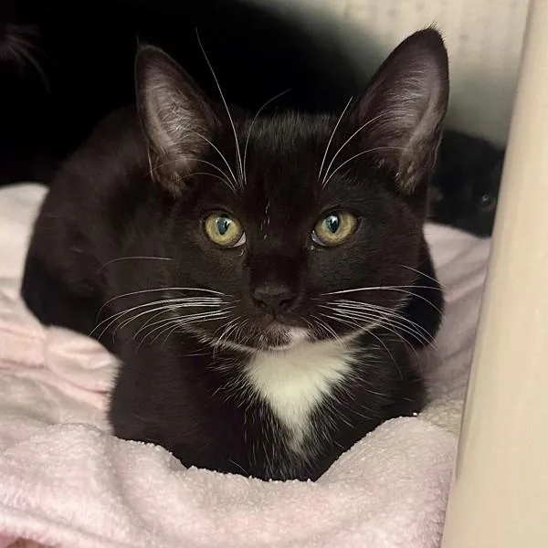 A baby small-sized female Domestic Short Hair cat named Slinky for adoption in Walnut Creek, CA