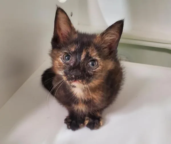 An adult small-sized female Domestic Short Hair cat named Mocha for adoption in Oceanside, CA