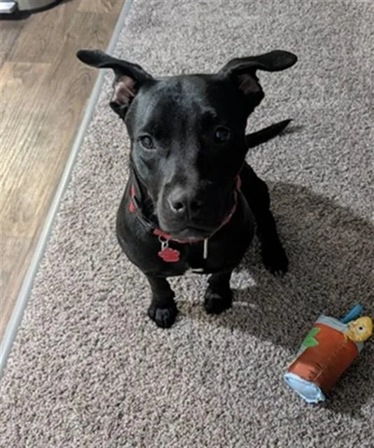 An adult medium-sized male Mixed Breed dog named Sonny for adoption in Jacksonville, FL