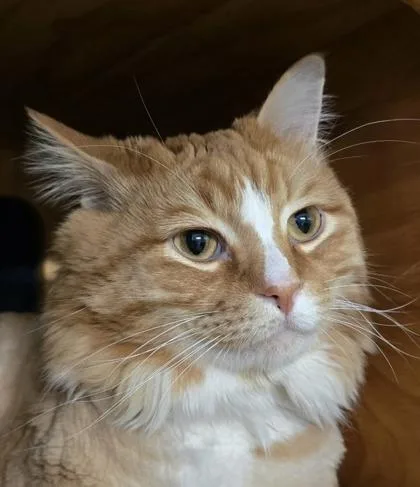 An adult small-sized male Domestic Long Hair cat named Ebony for adoption in Seattle, WA