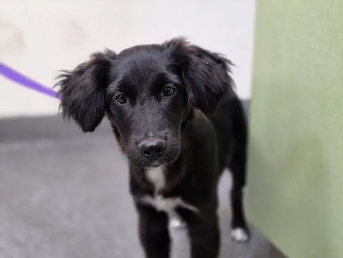 A baby large-sized female Labrador Retriever dog named Darling for adoption in Los Angeles, CA