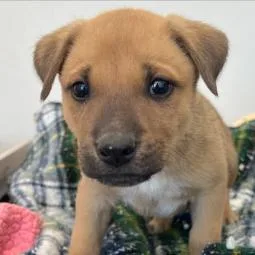 Peanut