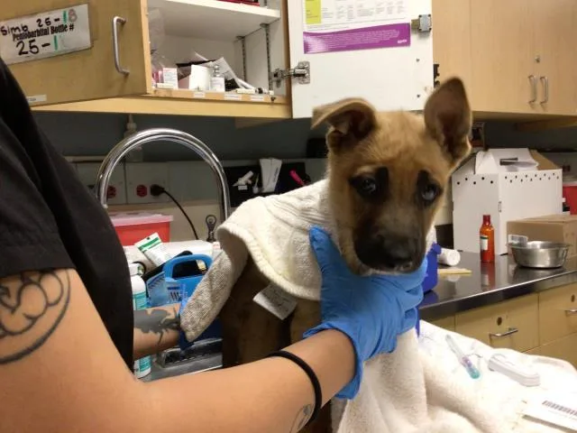 A young small-sized female German Shepherd Dog dog named Marla for adoption in Riverside, CA