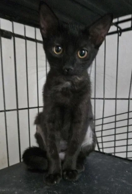 A young medium-sized female Domestic Short Hair cat named Harley for adoption in River Ridge, LA