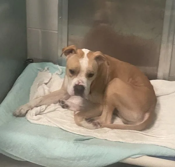 An adult medium-sized male Mixed Breed dog named Moko for adoption in Ridgewood, NY