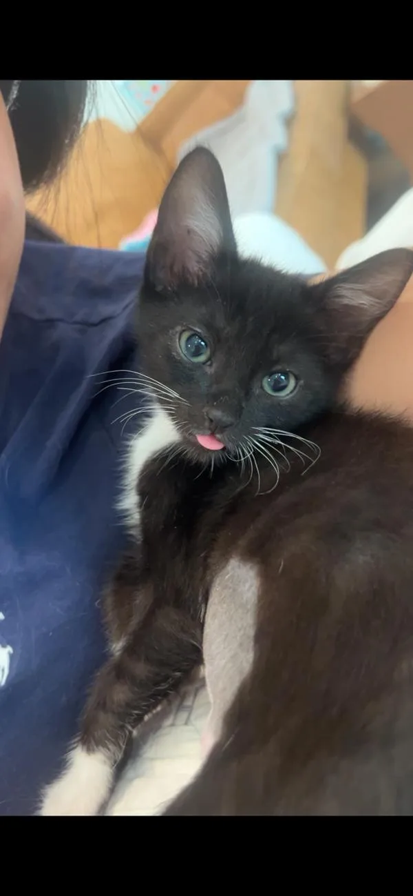A baby small-sized female Domestic Short Hair cat named Shrinky Dink for adoption in San Diego, CA