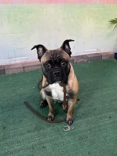 A young medium-sized female Pug dog named Wendy for adoption in Baldwin Park, CA