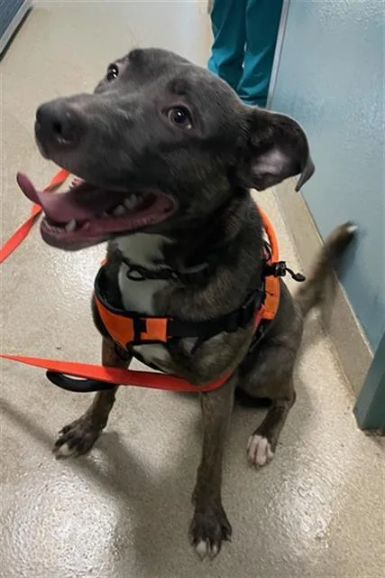 A young large-sized male Mixed Breed dog named Maverick for adoption in Newton, NC