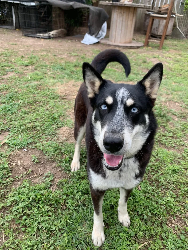 An adult medium-sized female Black Husky dog named Nyx for adoption in MISSION, TX