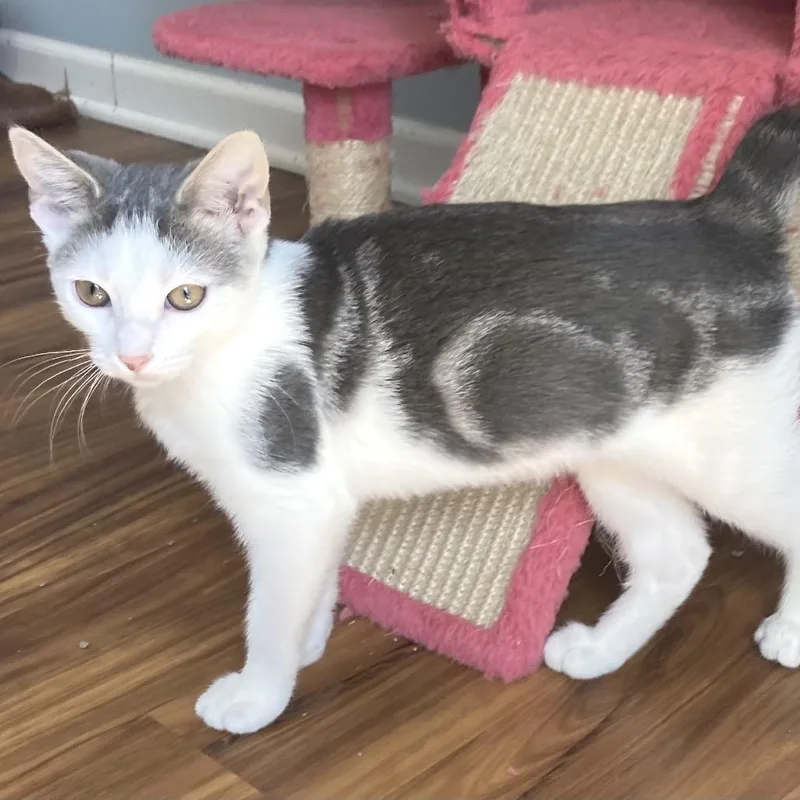 A baby small-sized female Gray / Blue / Silver Domestic Short Hair cat named Single Lady for adoption in Fredericksburg, VA