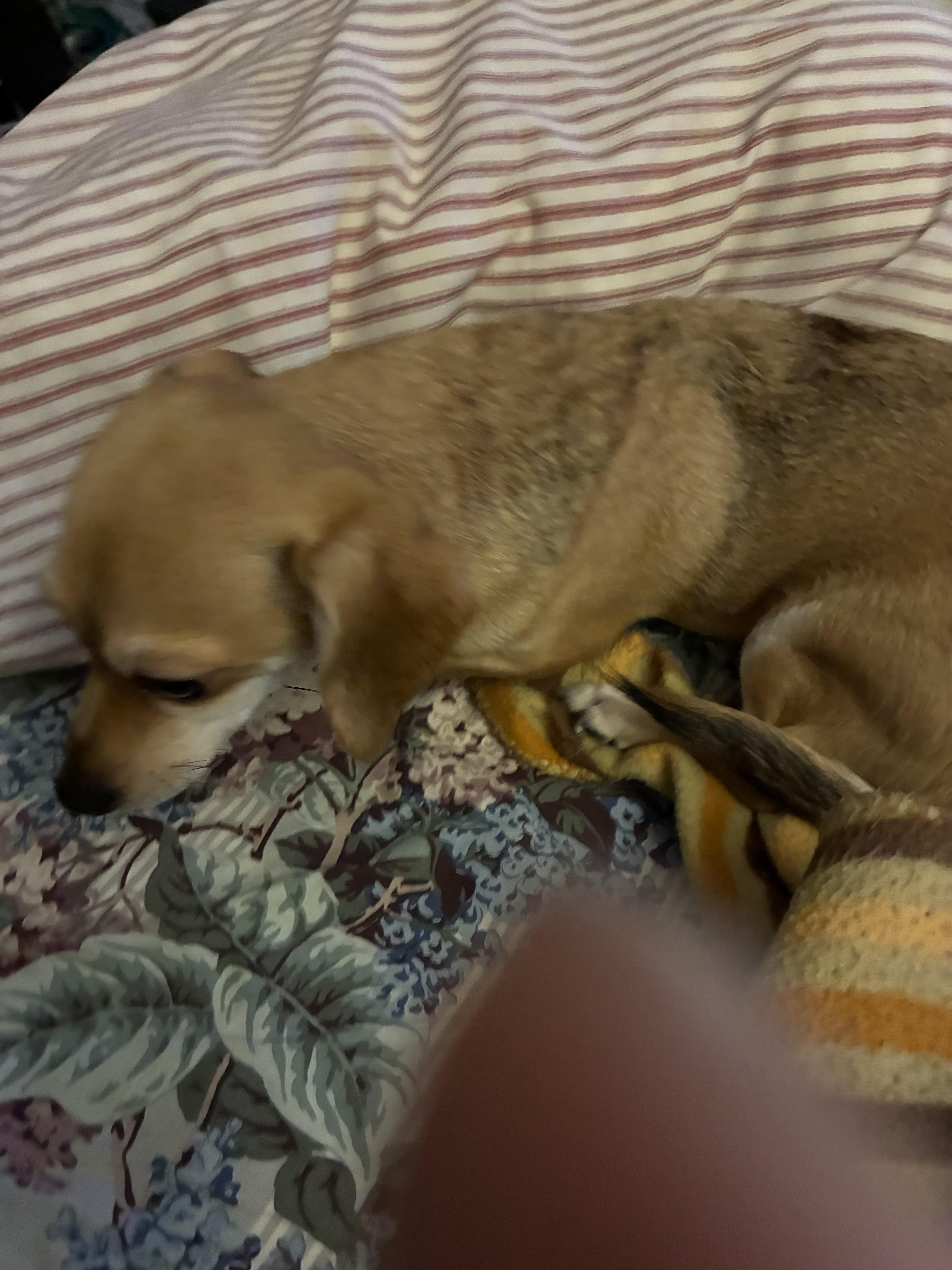 An adult small-sized female Yellow / Tan / Blond / Fawn Chihuahua dog named Skye for adoption in Studio City, CA