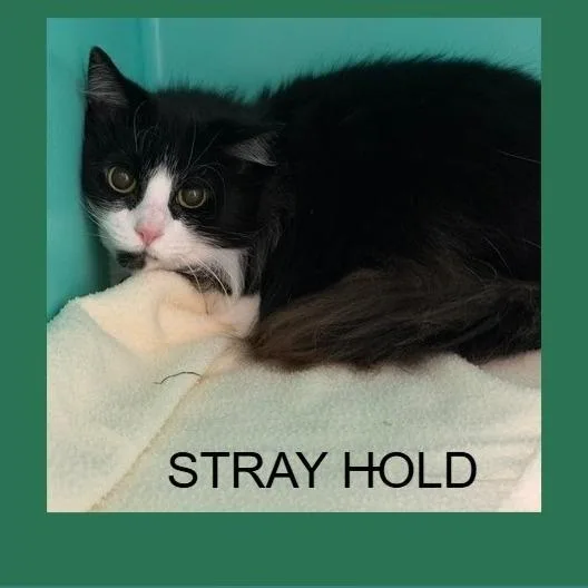A young medium-sized female Black Domestic Long Hair cat named Babycakes for adoption in Owosso, MI