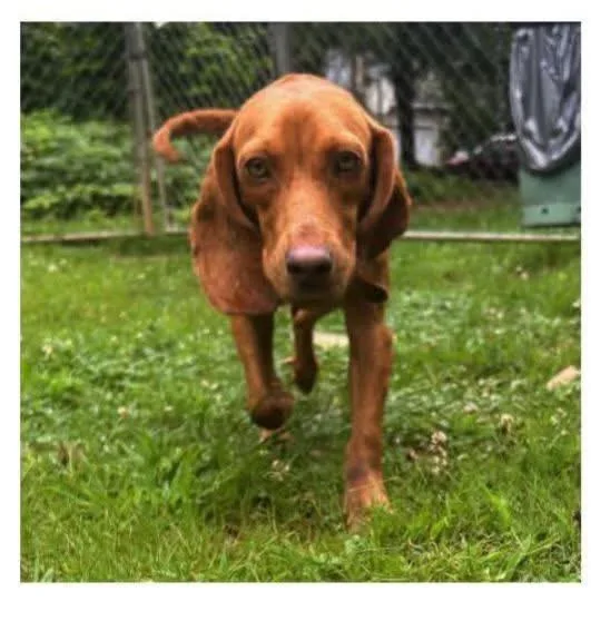 An adult medium-sized female Mixed Breed dog named Ember for adoption in Watertown, WI