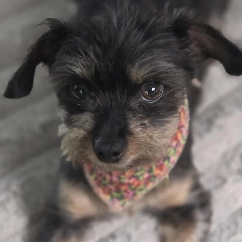 An adult small-sized female Gray / Blue / Silver Yorkshire Terrier dog named Tink for adoption in Bessemer, AL