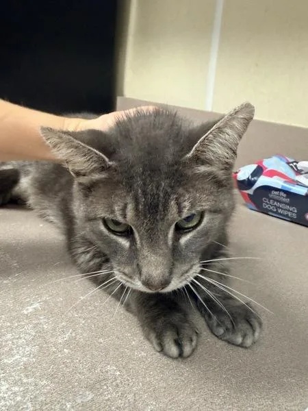 An adult small-sized female Domestic Short Hair cat named Charna for adoption in Salisbury, MD