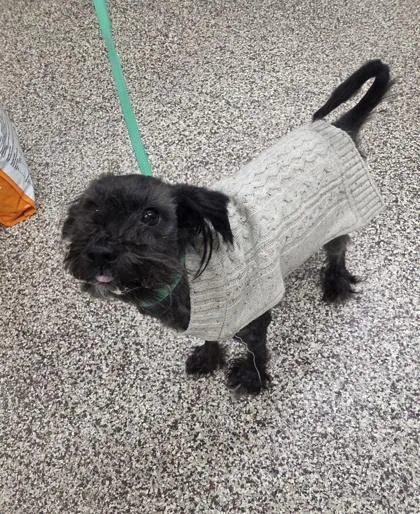 An adult small-sized female Shih Tzu dog named Coraline for adoption in Westland, MI