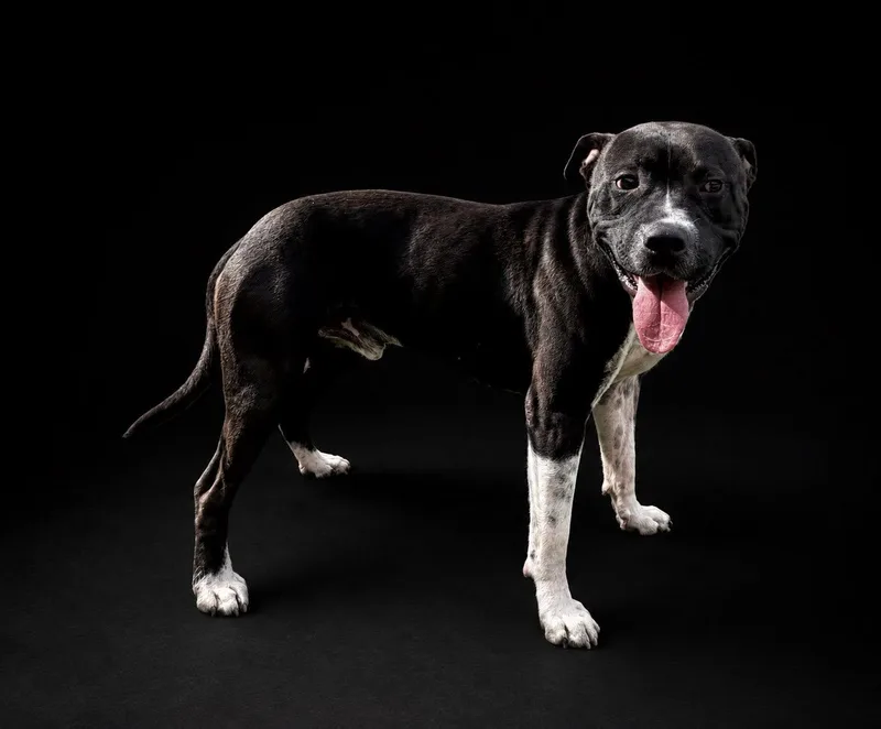 An adult large-sized male Black American Bulldog dog named Boss for adoption in Guntersville, AL