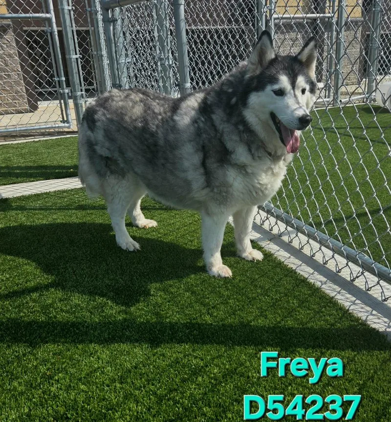 An adult medium-sized female Husky dog named Freya for adoption in Clarksville, TN