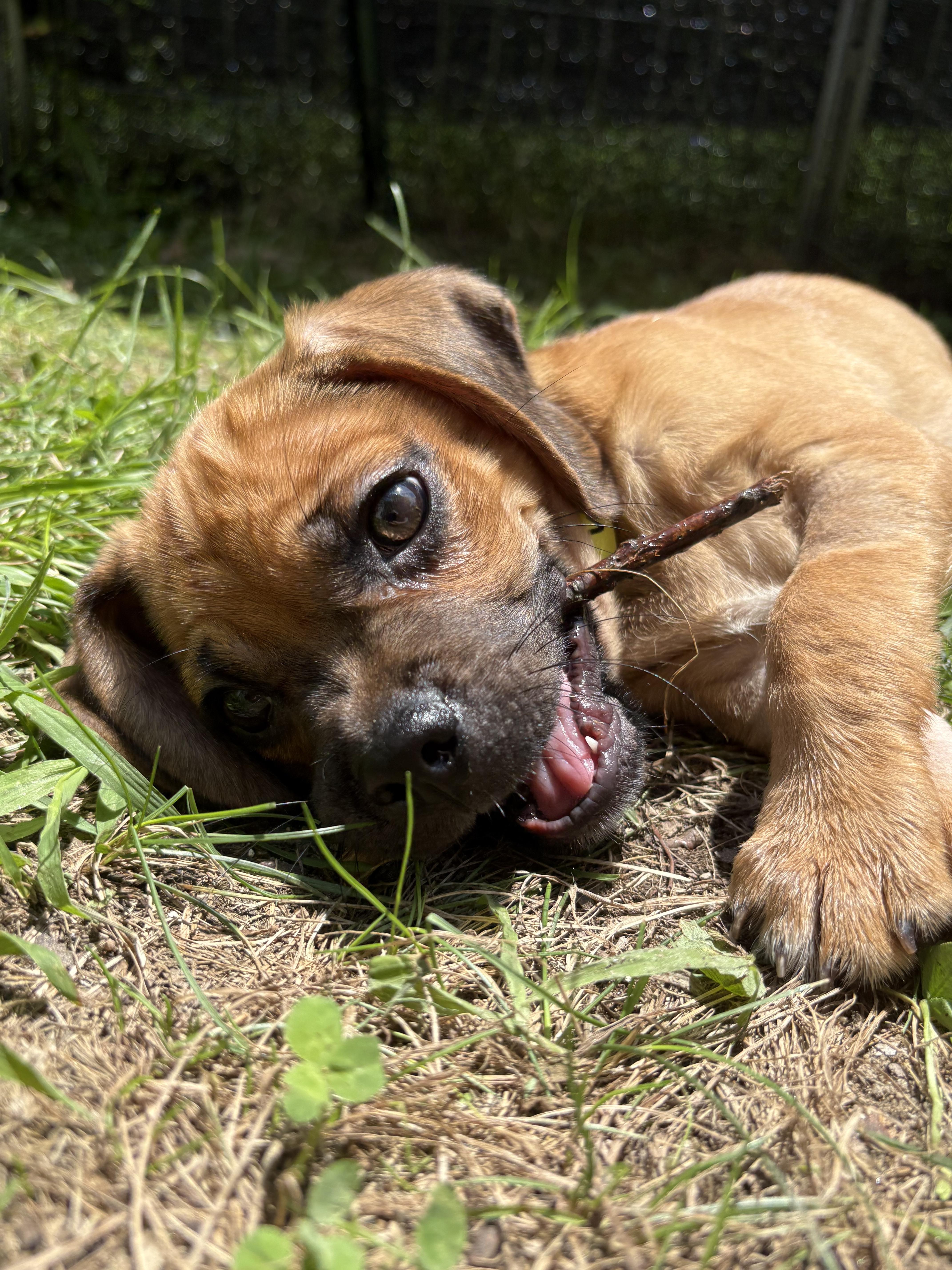 A baby small-sized male Beagle dog named Wilbur for adoption in Lee, NH