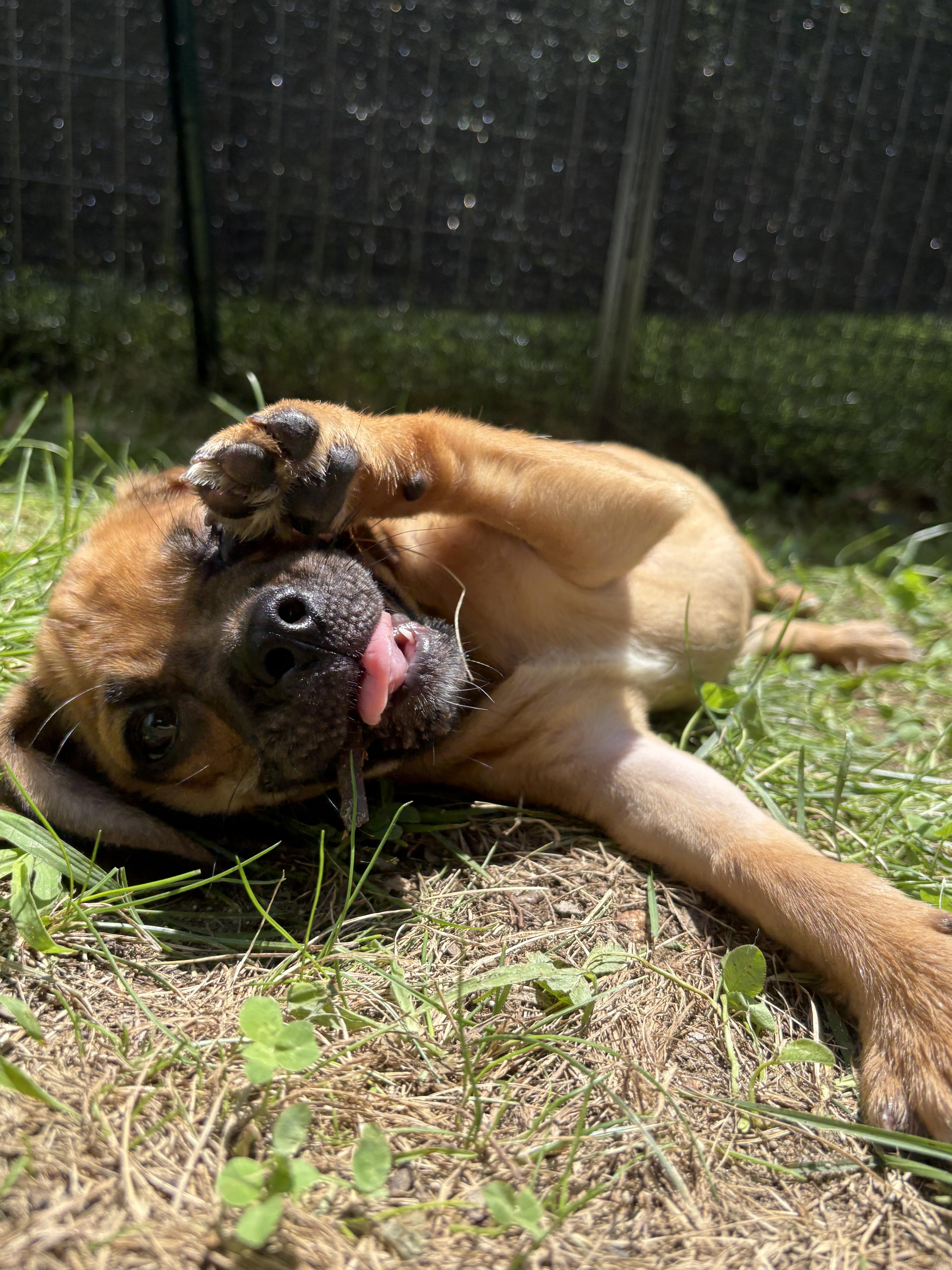 Wilbur thumbnail 2