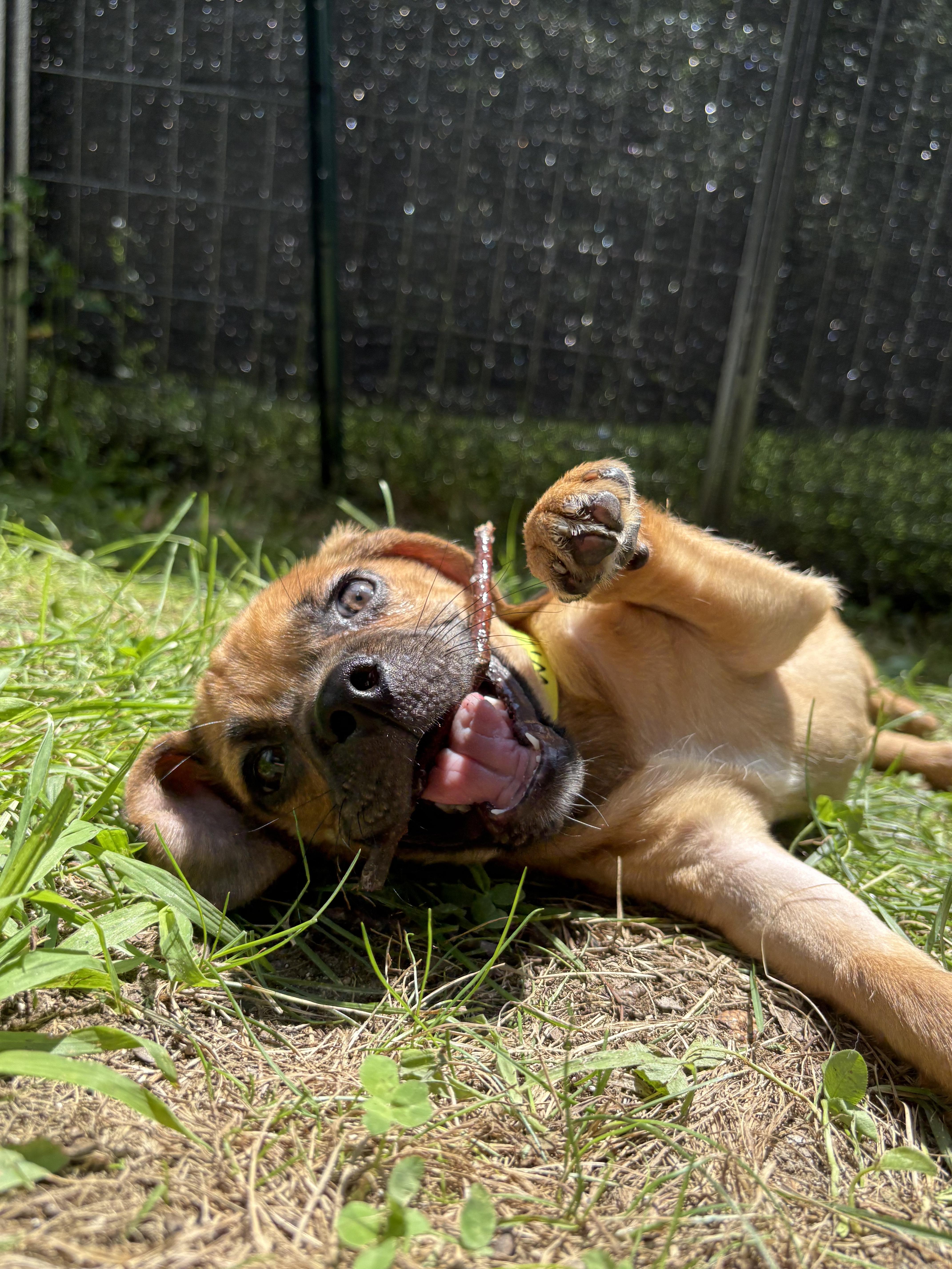 Wilbur thumbnail 3