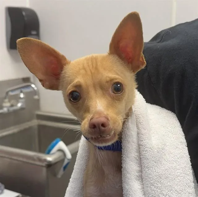 An adult small-sized male Chihuahua dog named Fabian for adoption in Tucson, AZ