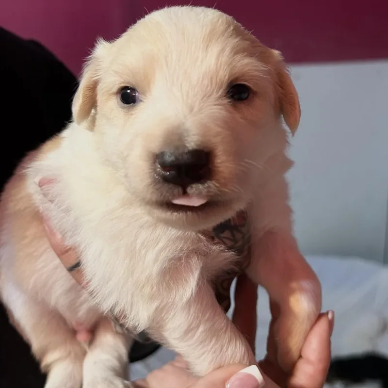 A baby medium-sized male Border Collie dog named Birch for adoption in Point Richmond, CA
