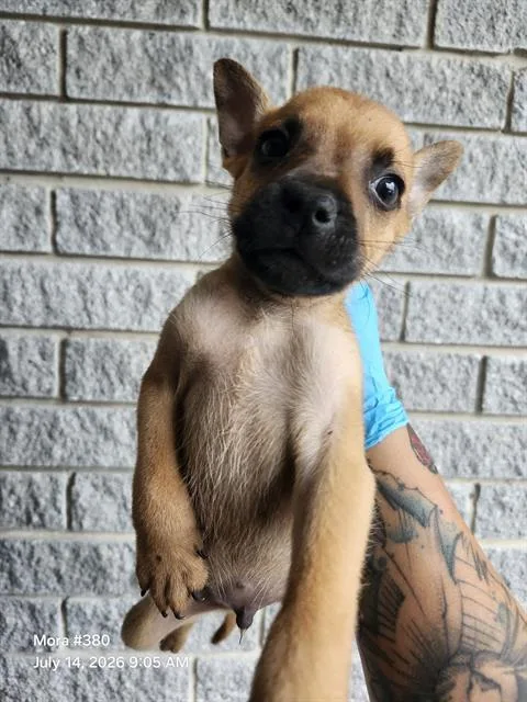 A baby small-sized male American Staffordshire Terrier dog named Brazil for adoption in San Antonio, TX