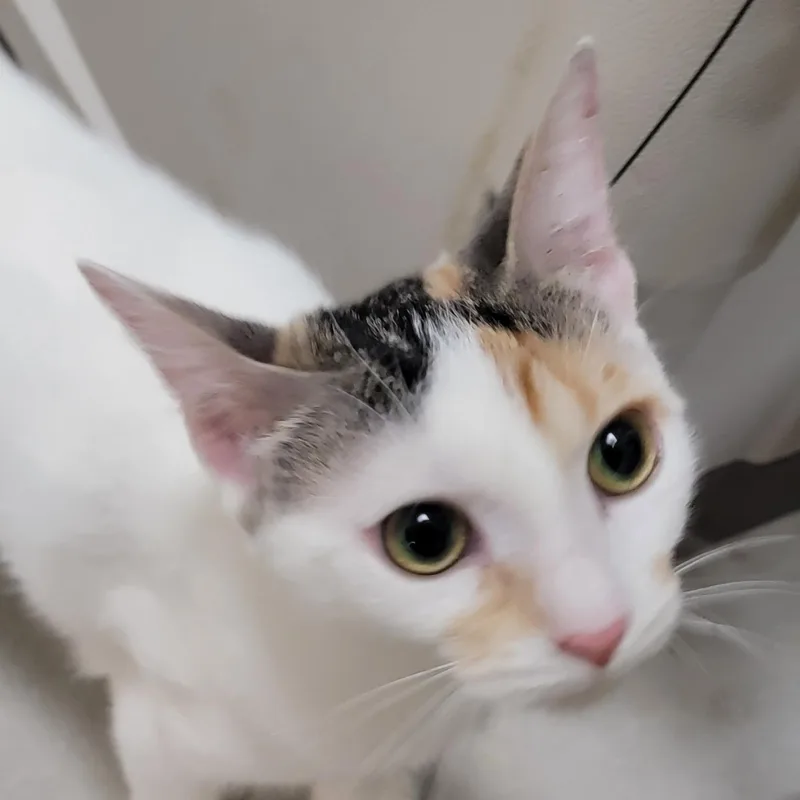 A baby medium-sized female Turkish Van cat named Fei Fei softbunnyfur for adoption in Houston, TX
