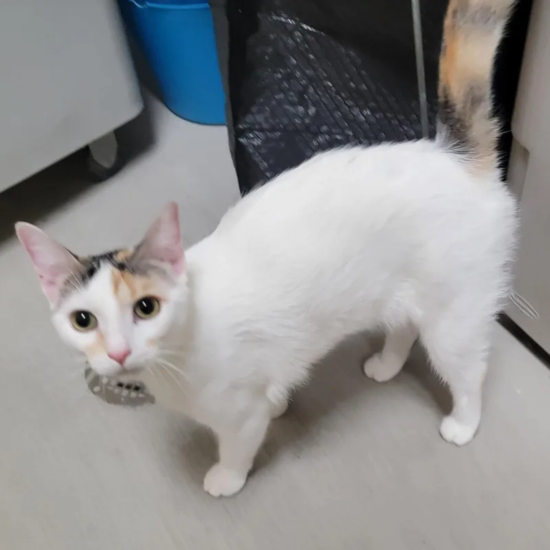 Fei Fei softbunnyfur thumbnail 2